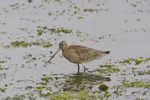 Nationa: Bar-tailed Godwit - adult bird iin winter plumage - Germany