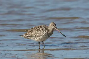 Lapponica: Bar-tailed Godwit - adult female in shallow water