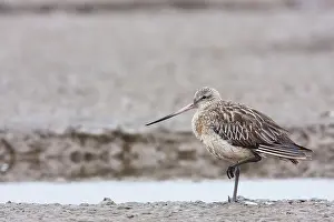 Estuaries: Bar-tailed Godwit - adult with injured leg resting