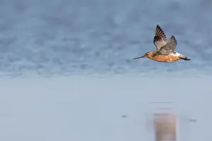 Lapponica: Bar-tailed Godwit - adult male in flight - Wadden