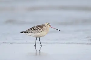 Limosa: Bar-tailed Godwit - adult in non-breeding plumage