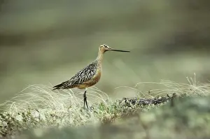 Lapponica: Bar Tailed Godwit on Breeding Grounds