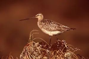 Godwit: Bar-tailed GODWIT - female