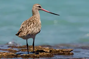 Lapponica: Bar-tailed Godwit female showing long bi-coloured bill