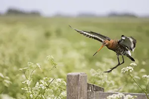 Godwits: Bar - tailed Godwit - in flight landing on postI