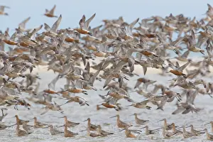 Wadden: Bar-tailed Godwit flock