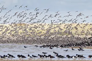 Nationa: Bar-tailed Godwit - flock in flight - Germany