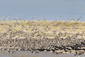Nationa: Bar-tailed Godwit - flock in flight - Germany