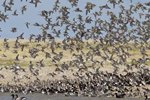 Nationa: Bar-tailed Godwit - flock in flight - Germany