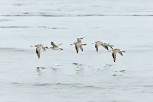 Lapponica: Bar-tailed Godwit - flock in flight over North