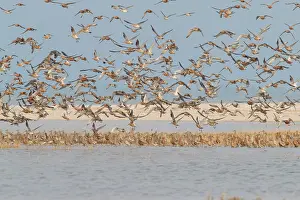 Limosa: Bar-tailed Godwit - flock in flight in the Wadden Sea Nation