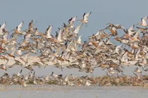 Limosa: Bar-tailed Godwit - flock in flight in the Wadden Sea Nation