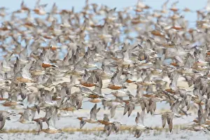 Limosa: Bar-tailed Godwit - flock in flight in the Wadden Sea Nation