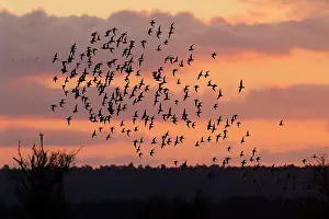 David Kilbey: Bar-tailed godwit - flock of mainly bar-tailed