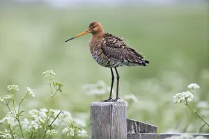 121118: Bar - tailed Godwit - Island of Texel, The Netherlands