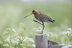 121118: Bar - tailed Godwit - Island of Texel, The Netherlands