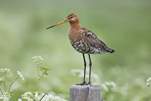121118: Bar - tailed Godwit - Island of Texel, The Netherlands