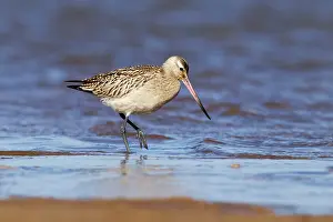 Godwits: Bar-tailed Godwit juvenile bird walking along shoreline