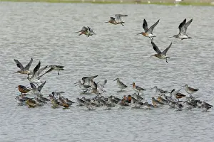 Knots: Bar-Tailed Godwit and Knot (Calidris canutus)