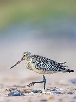 Limosa: Bar-tailed Godwit (Limosa lapponica), bird feeding o