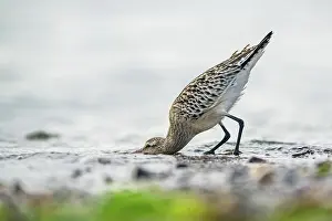 Limosa: Bar-tailed Godwit (Limosa lapponica), bird feeding o