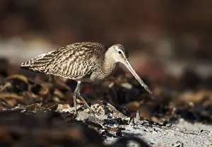 February: Bar-tailed Godwit (Limosa lapponica)