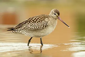 Asturias: Bar-Tailed Godwit (Limosa lapponica) - feeding on