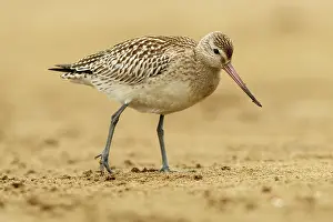 Asturias: Bar-Tailed Godwit (Limosa lapponica) - feeding on