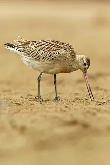 Limosa: Bar-Tailed Godwit (Limosa lapponica) - feeding on