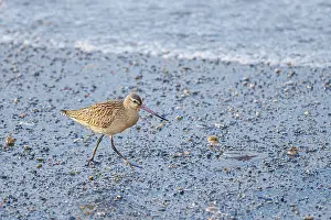 Limosa: Bar-Tailed Godwit (Limosa lapponica) - feeding on