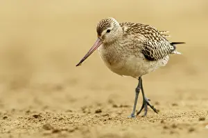 Brais Seara Fernandez: Bar-Tailed Godwit (Limosa lapponica) - feeding on