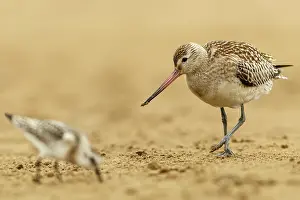 Brais Seara Fernandez: Bar-Tailed Godwit (Limosa lapponica) - feeding on