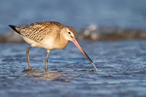 Ijmuiden: Bar-Tailed Godwit (Limosa lapponica) foraging a