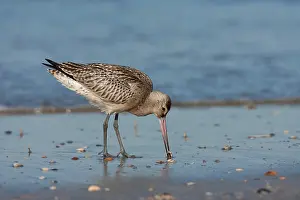 Limosa: Bar-tailed Godwit (Limosa lapponica) foraging a