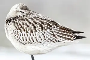 Limosa: Bar-Tailed Godwit (Limosa lapponica) - resting on