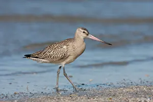 Limosa: Bar-tailed Godwit (Limosa lapponica) walking al