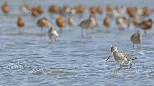 Limosa: Bar-tailed Godwit (Limosa lapponica) in winter