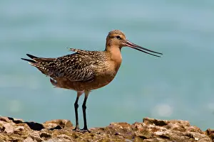Lapponica: Bar-tailed Godwit male in breeding plumage dissipating heat