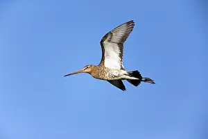121118: Bar - tailed Godwit - male in flight over breeding