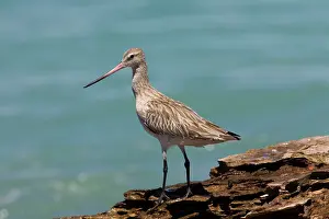 Lapponica: Bar-tailed Godwit in non-breeding plumage