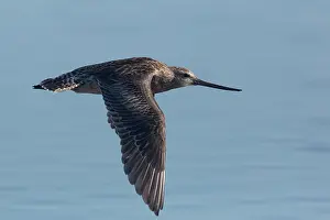 Godwit: Bar-tailed Godwit - non-breeding plumage in flight