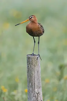 Godwits: Bar - tailed Godwit - perched on post, Island of