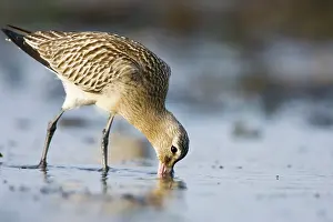 Probing: Bar-Tailed Godwit - Probing for food in winter