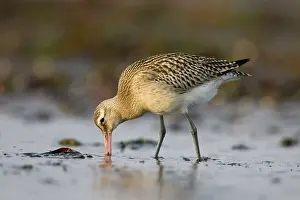 Probing: Bar-Tailed Godwit. - Probing for food in winter