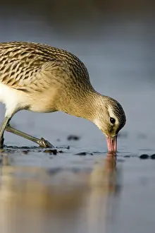 Probing: Bar-Tailed Godwit - Probing for food in winter