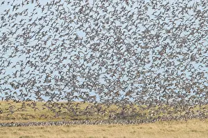Knot: Bar-tailed Godwit and Red Knot flying flock at high