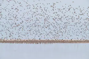 Knot: Bar-tailed Godwit and Red Knot flying flock at high