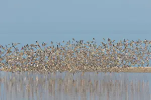 Knot: Bar-tailed Godwit and Red Knot flying flock at high