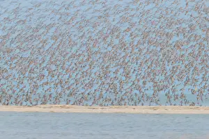 Knot: Bar-tailed Godwit and Red Knot flying flock at high