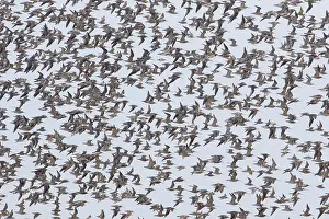 Knot: Bar-tailed Godwit and Red Knot flying flock at high